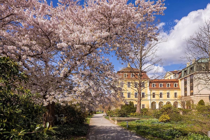 Blooming trees in Bellevue Garden, Dresden, Saxony, Germany
