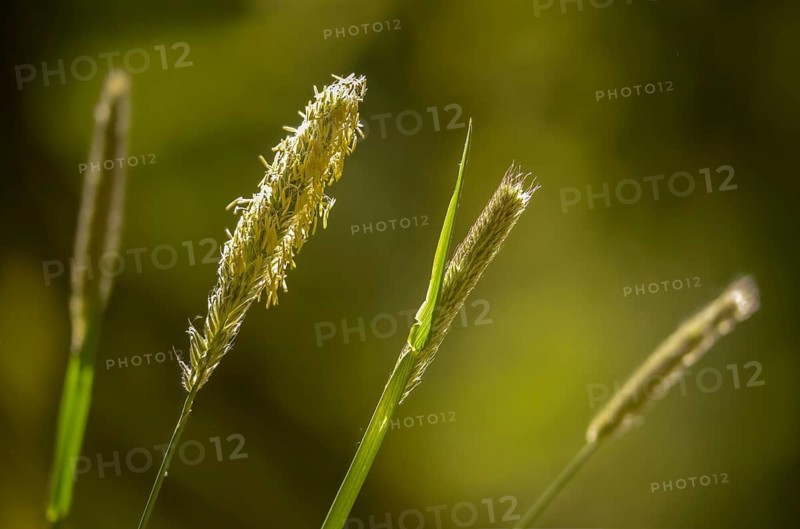Alopecurus pratensis, meadow foxtail, flora, plants, plants