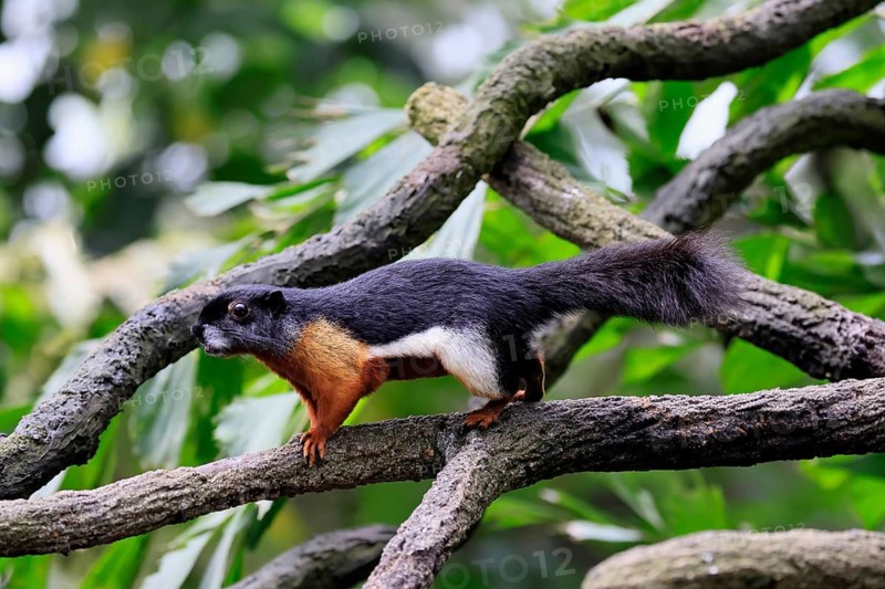 Finlayson's squirrel (Callosciurus finlaysonii), adult, on tree, foraging, Singapore, Southeast Asia