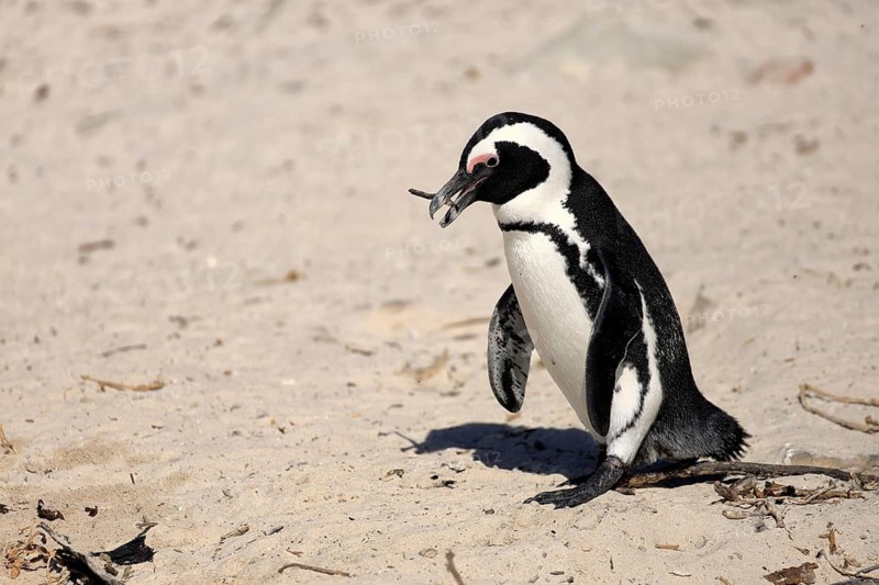 African penguin (Spheniscus demersus), adult, walking, beach, nesting material, Boulders Beach, Simonstown, Western Cape, South Africa