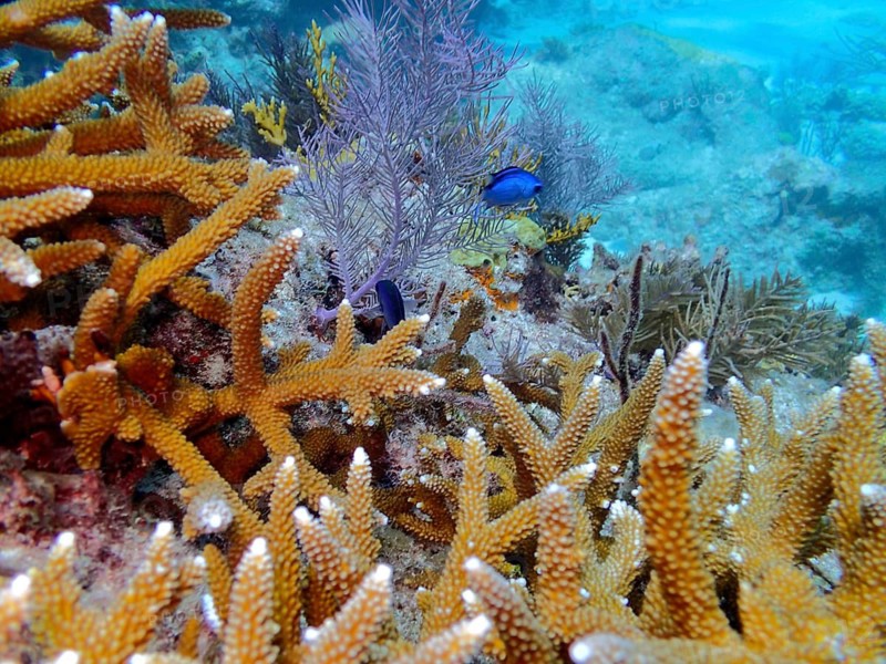 Staghorn coral (Acropora cervicornis) and a blue fish on a reef, dive site: John Pennekamp Coral Reef State Park, Key Largo, Florida Keys, Florida, USA