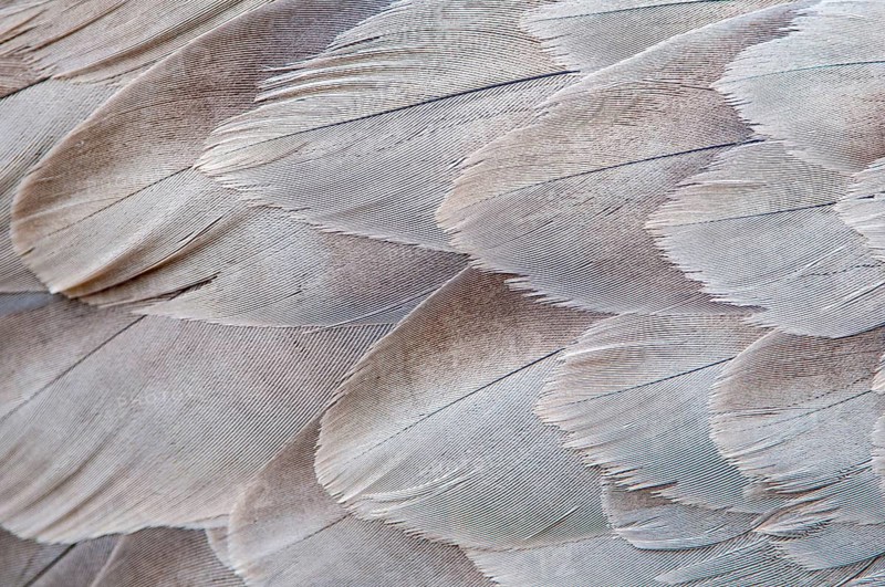 Crane (Grus grus), plumage, feathers, Fågelsjö, Gävleborg County, Sweden