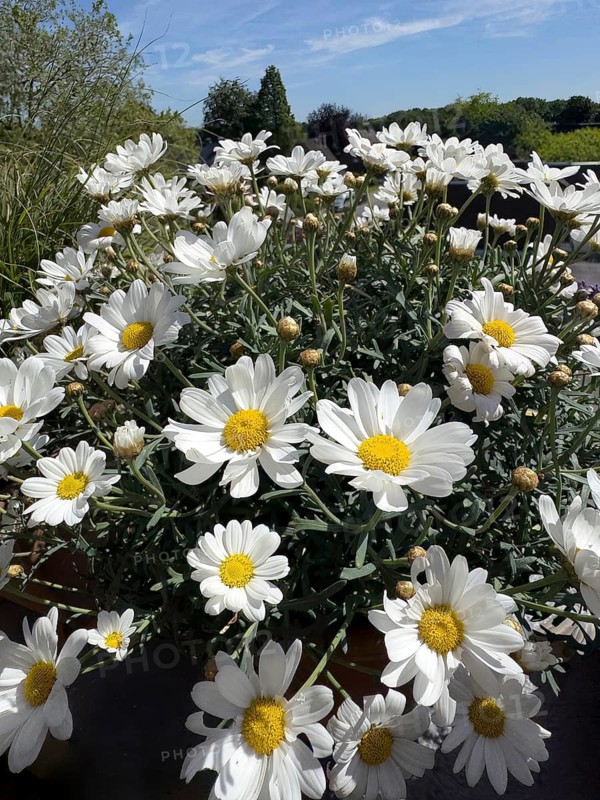 Blossoms of daisies (Leucanthemum), international
