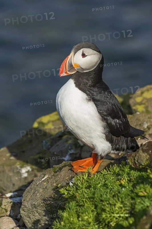 Atlantic Puffin (Fratercula arctica) on cliff, Iceland