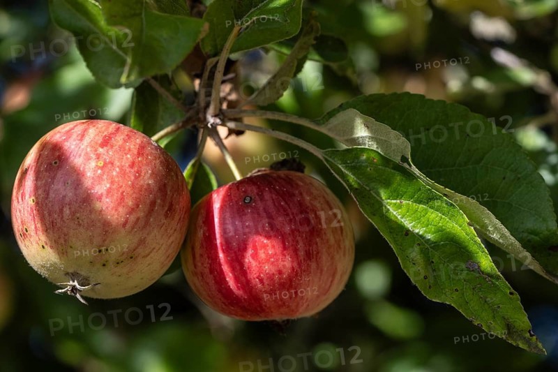 Apple tree (Malus) bearing apples, Emsland, Lower Saxony, Germany