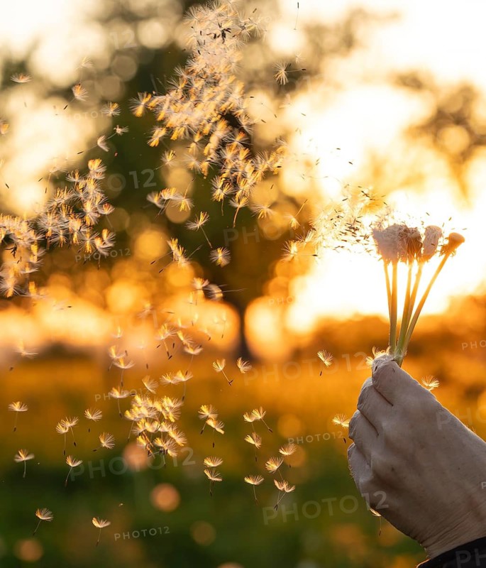 Young woman blowing dandelion seeds into the air during a golden sunset in a meadow. Dreamy atmosphere and warm backlight in nature