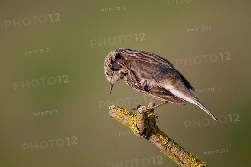 Anthus pratensis, meadow pipit, meadow pieper, birds, passeri, songbirds, birds