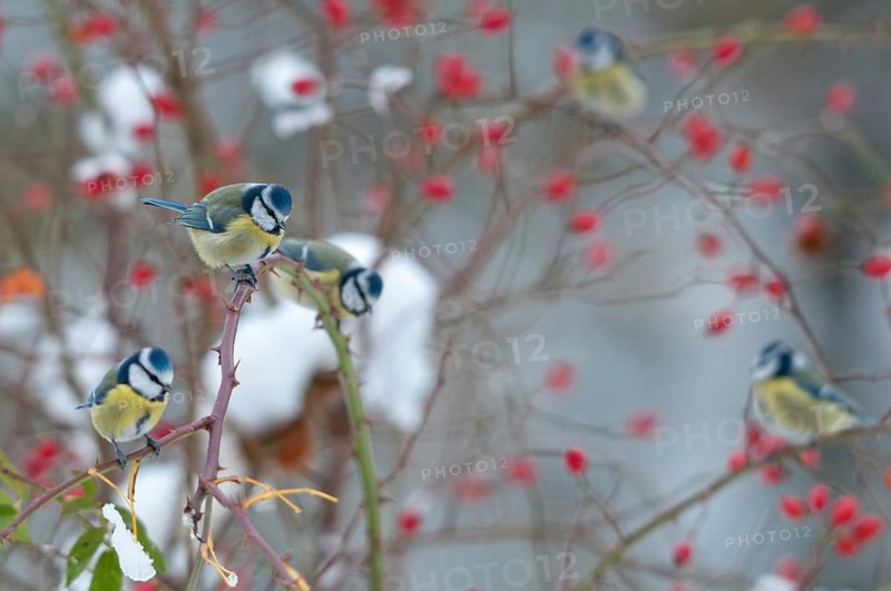 Blue tit, dog rose, parus caeruleus, pink canina, rosaceae, rose family, autumn, birds, dog rose, flora, rose hip, autumn, tit, passeri, plants, plants, snow, songbirds, snow, songbirds, tits, birds