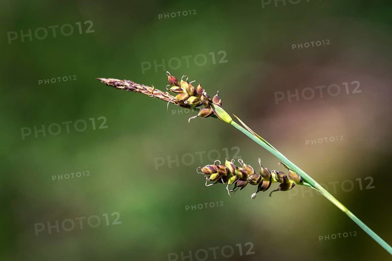 Cyperaceae, millet harrow, sour grass, carex panicea, carnation sedge, flora, plants, plants