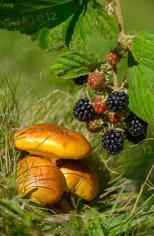 Blackberry, real blackberry, yellow bolete, golden yellow larch bolete, goldcap, goldröhrling, Greville's bolete, Rubus fruticosus agg., beautiful bolete, suillus grevillei, dainty bolete, blackberry, flora, fungi, fungus, high size, larch bolete, plants, mushrooms, plants