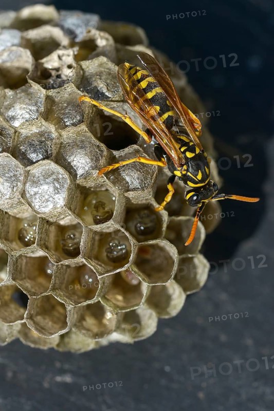 Brighter-colored paper wasp, French field wasp, gallic field wasp, house field wasp, hymenoptera, polistes dominula, vespidae, wrinkle wasp, field wasp, high size, portrait format, insects, nest