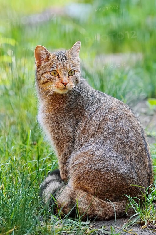 European wildcat (Felis silvestris silvestris), captive, Germany