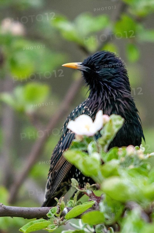 Star, Starling, Sturnus Vulgaris, Birds, Spring, High Size, Portrait, Meadow Orchard, Passeri, Songbirds, Jump, Orchard, Birds