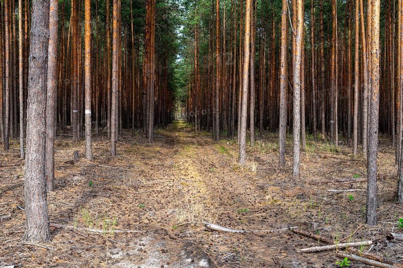 Baltic pine, Brandenburg, Germany, forche, common pine, pine plants, Nabu, Nabu project, national natural heritage, green house natural paradise, pinaceae, pinus sylvestris, red pine, scots pine, forest pine, woodland pine, white pine, tree, post-mining landscape, trees, flora, greenhouse, intensive forestry, pine, monoculture, plants, tree