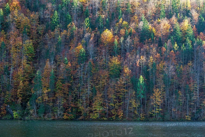 Lake Toplitz, forest in ful autumn colors, Austria