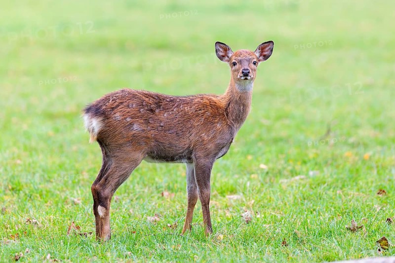 A Dybowski calf (Cervus nippon hortulorum) stands in a green meadow on a cloudy morning. China, Taiwan, SE-Siberia, Korea, Japan, Vietnam
