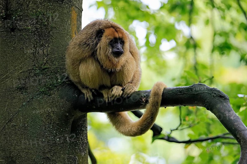 Black howler monkey (Alouatta caraya), adult, female, tree, sitting, alert, South America