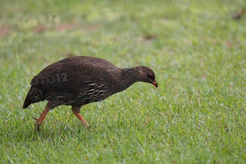 Cape Francolin (Pternistis capensis), adult, running, foraging, Karoo Desert Botanic Garden, Worcester, Western Cape, South Africa
