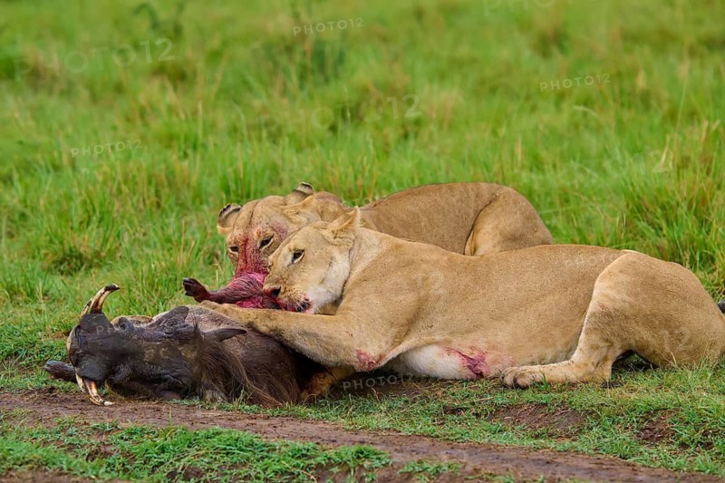 Lions feeding on their kill, a bloody scene in the wild, warthog (Phacochoerus africanus), lion (Panthera leo), Masai Mara National Reserve, Narok County, Kenya