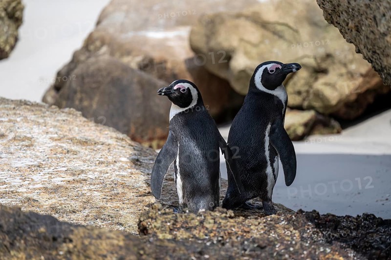 Two spectacled penguins (Spheniscus demersus) on a rock, Boulder Beach, Western Cape, Simon's Town, South Africa