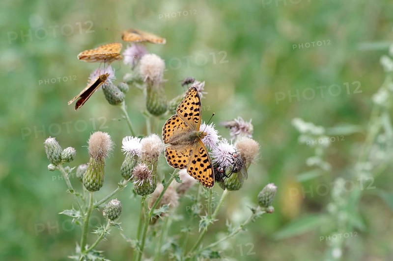 Queen of Spain fritillary (Issoria lathonia), thistle, Germany, several butterflies are feeding on the nectar from the flowers