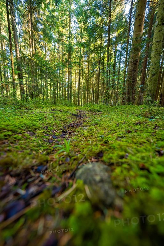 View along a moss-covered forest trail under tall trees, Besenfeld, Black Forest, Germany