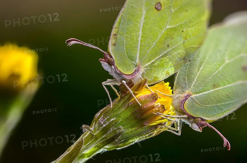 Brimestone, gonepteryx rhamni, butterfly, insects, copula, mating, butterflies, butterflies