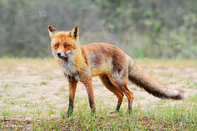 Red fox (Vulpes vulpes), North Holland, Netherlands