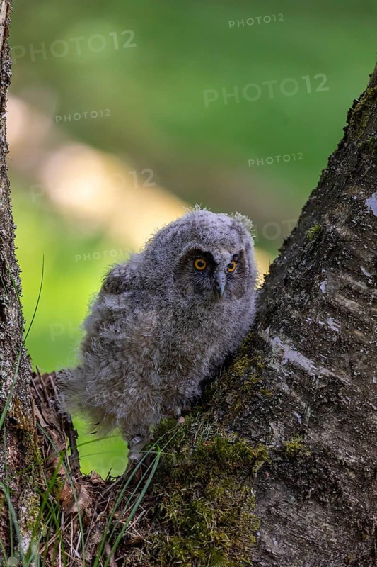 One young long-eared owl (Asio otus), sitting on a branch of a tree. Green vegetation in the background