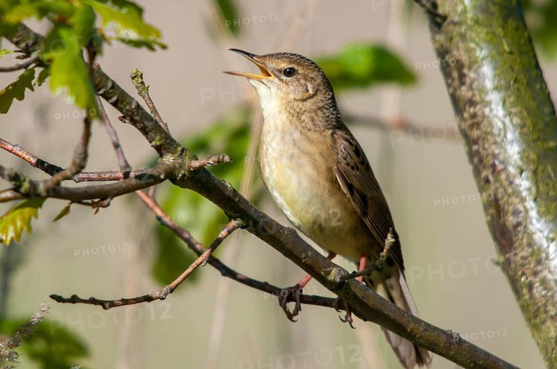 Brandenburg, Common Grasshopper Warbler, Germany, Grasshopper Warbler, Locustella Naevia, Nabu, national natural heritage, natural paradise Grünhaus, post-mining landscape, birds, song, green house, passeri, singing, songbirds, birds