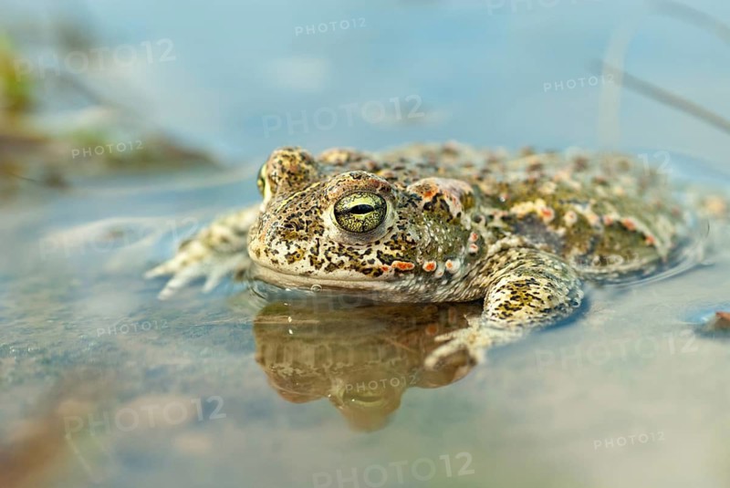 Brandenburg, Bufo Calamita, Epidalea Calamita, Germany, Toad, Nabu, Natterjack Toad, amphibians, amphibians, post-mining landscape, green house, toads, amphibians, toads