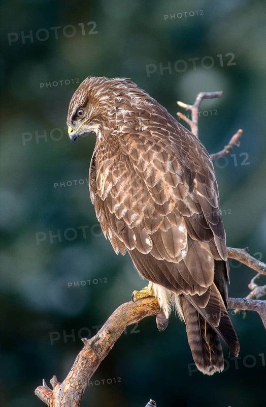 Accipitriformes, Buteo Buteo, Buzzard, Buzzard, Birds of Prey, High Size, Portrait Format, Raptors, Birds