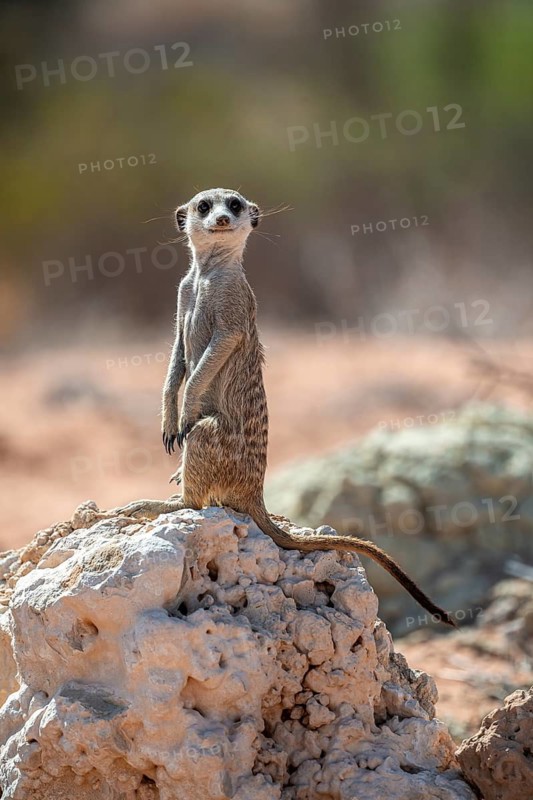 Meerkat (Suricatta suricata), Kgalagadi Transfrontier Park, Northern Cape, South Africa