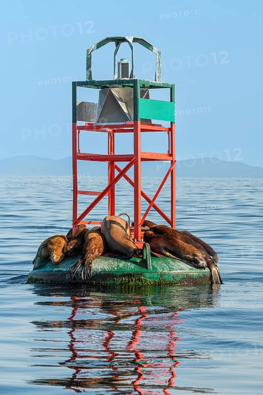 California sea lions, (Zalophus californianus) on a marker buoy, Salish Sea, British Columbia, Canada, Pacific