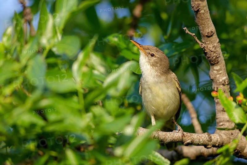 Olive warbler, (Hippolais olivetorum), animal, animals, bird, birds, biotope, habitat, perch, branch, twig, foraging, songbird, reed warbler family Lesvos, Greece