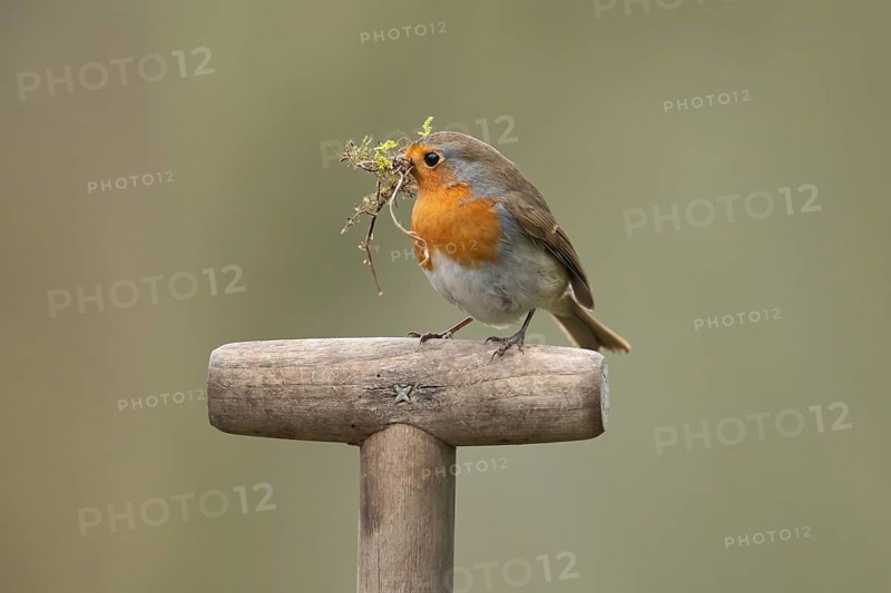 European robin (Erithacus rubecula) adult garden bird with nest material in its beak on a fork handle in spring, England, United Kingdom