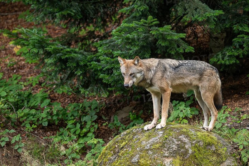 Wolf (Canis lupus) standing on a moss-covered rock and looking attentively, captive, Bavarian Forest National Park, Bavaria, Germany