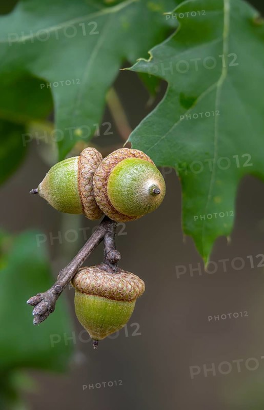 American tip oak, beech family, fagaceae, quercus rubra, red oak, tree, trees, flora, high size, vertical format, northern red oak, plants, tree