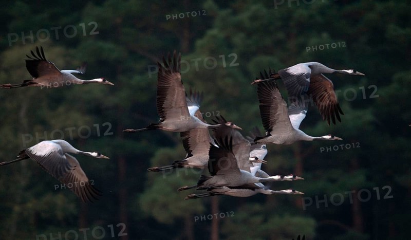 2010, Brandenburg, Crane, Germany, Grus Grus, Crane, Nabu, national natural heritage, natural paradise Grünhaus, post-mining landscape, birds, flying, flight, gruidae, gruiformes, greenhouse, cranes, waitbirds, birds