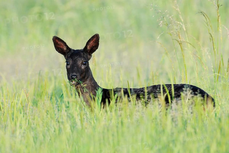 European roe deer (Capreolus capreolus), black roe deer, a doe standing in a meadow and feeding, Lower Saxony, Germany