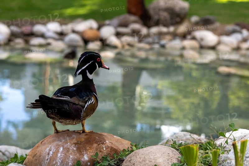 Wood ducks are seen enjoying the serene environment around a pond at a hotel in Turkiye. The clear water reflects the natural beauty of the landscape and rocks