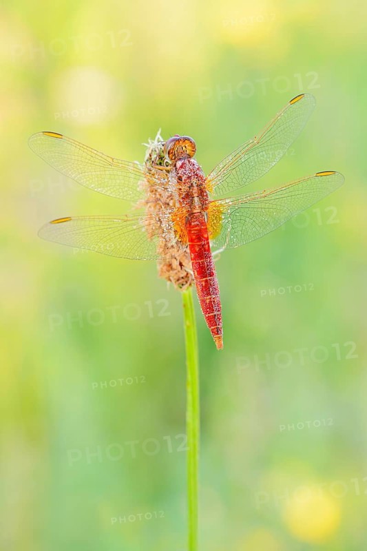 Red-eyed damselfly (Crocothemis erythraea), male, North Rhine-Westphalia, Germany