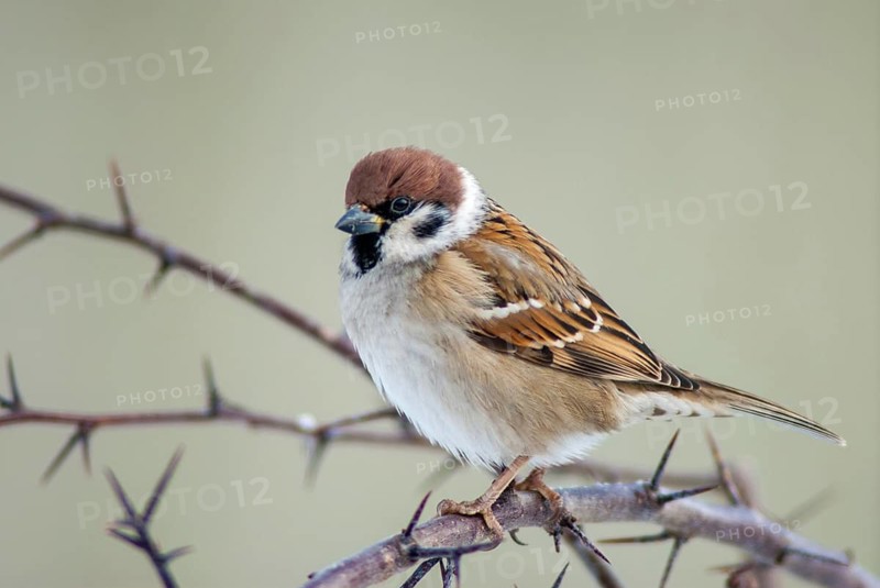 Tree Sparrow, Passer Montanus, Sparrow, Tree Sparrow, Birds, Passeri, Songbirds, Sparrow, Sparrow, Sparrow, Sparrow, Sparrow, Birds