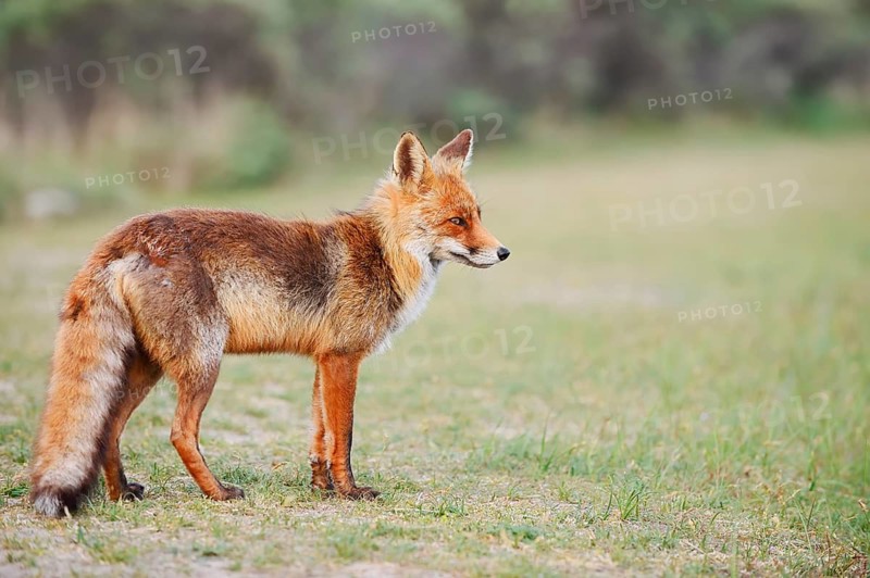 A red fox (Vulpes vulpes) stands in a meadow, the Netherlands