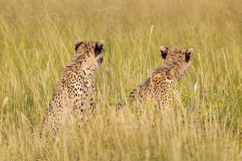 Cheetah (Acinonyx jubatus). Two cubs. Siblings. Kalahari Desert, Kgalagadi Transfrontier Park, South Africa