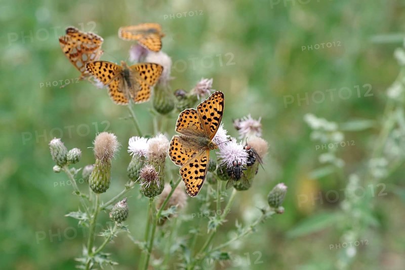 Queen of Spain fritillary (Issoria lathonia), thistle, nectar, Germany, several butterflies perched on the plant