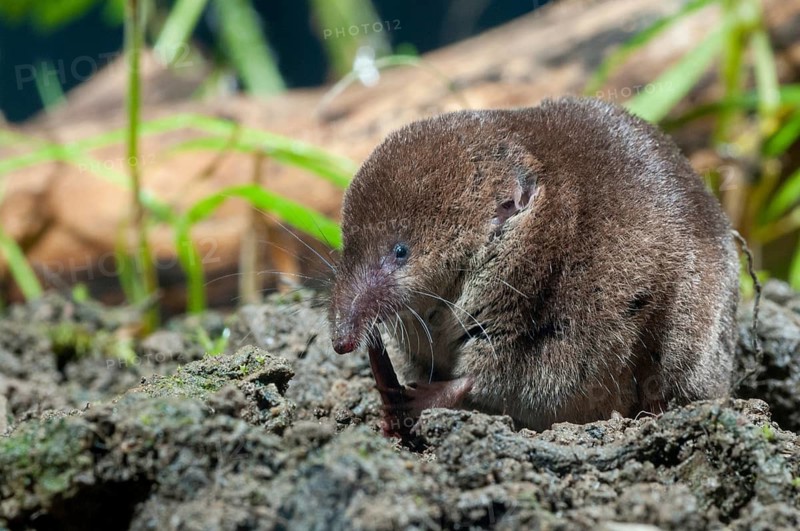 Common shrew, insectivora, insectivora, sorex araneus, wood shrew, mammals, shrew, mammals