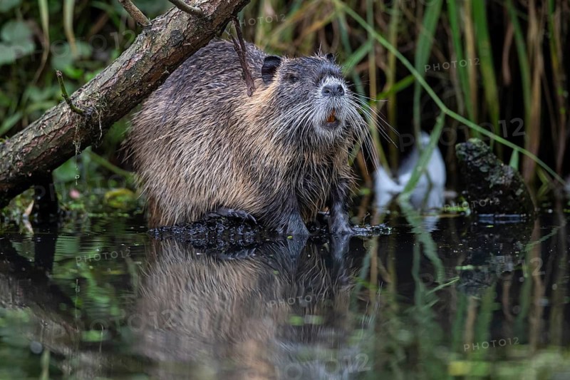Nutria (Myocastor coypus) in a body of water, Osnabrück, Lower Saxony, Germany