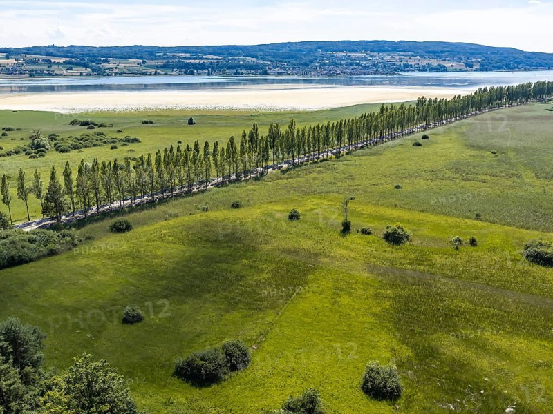 The 1, 300 meter long poplar alley on Reichenauer Damm connects the mainland near Constance with the UNESCO World Heritage island of Reichenau in Lake Constance. The distinctive dam marks the southern end of the German Avenue Road. The water level on Lake Constance is well below normal. Wollmatinger Ried landscape. Reichenau, Baden-Württemberg, Germany