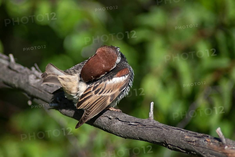 Passer hispaniolensis, Spanish sparrow, willow sparrow, birds, Bulgaria, male, passeri, songbirds, sparrows, birds
